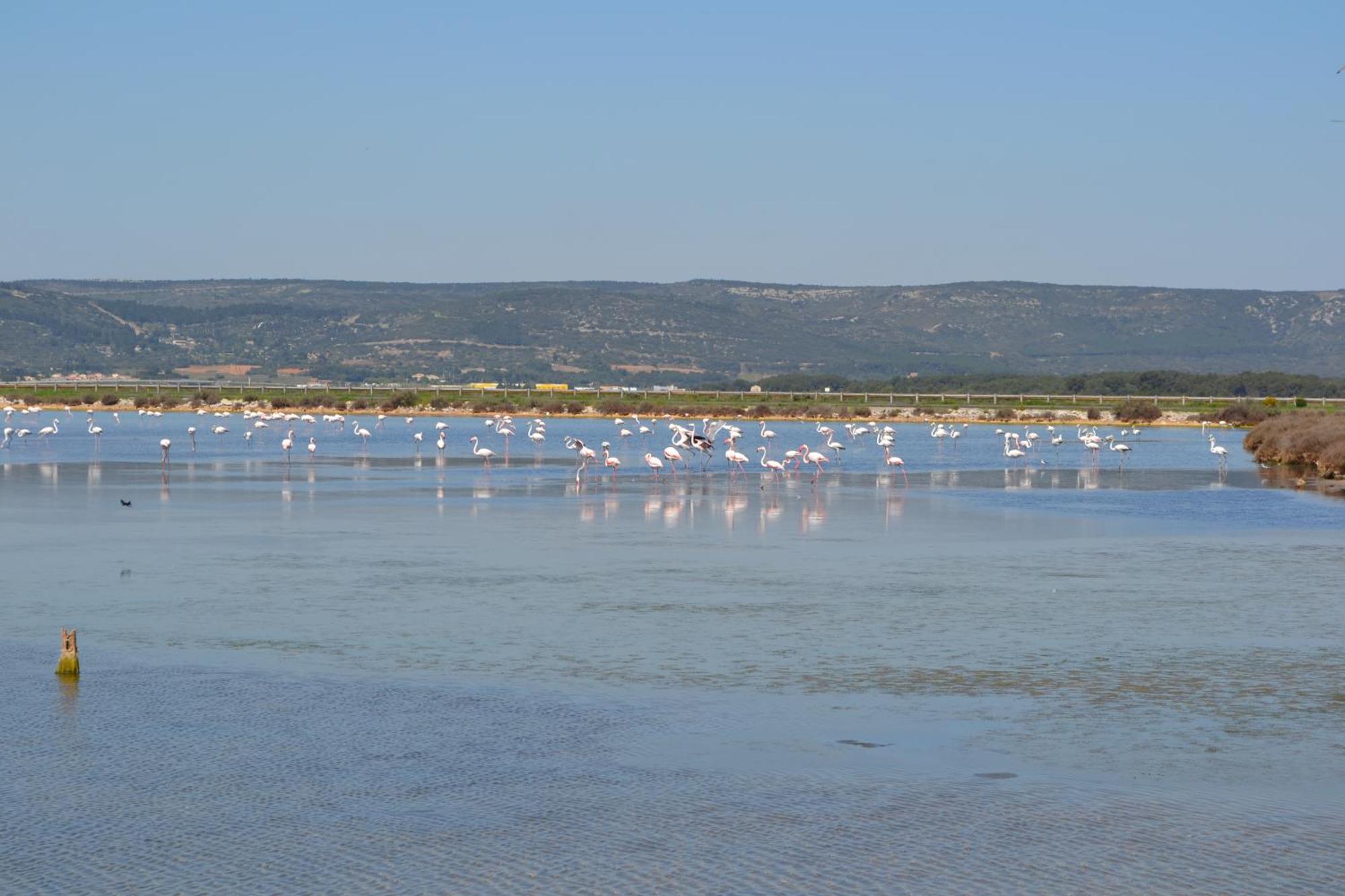 Appartamento L'Aigrette Bleue Frontignan Esterno foto